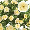 Bild von Calibrachoa double P12 Lemon